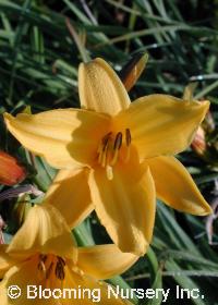 Hemerocallis 'Lemon Drop'